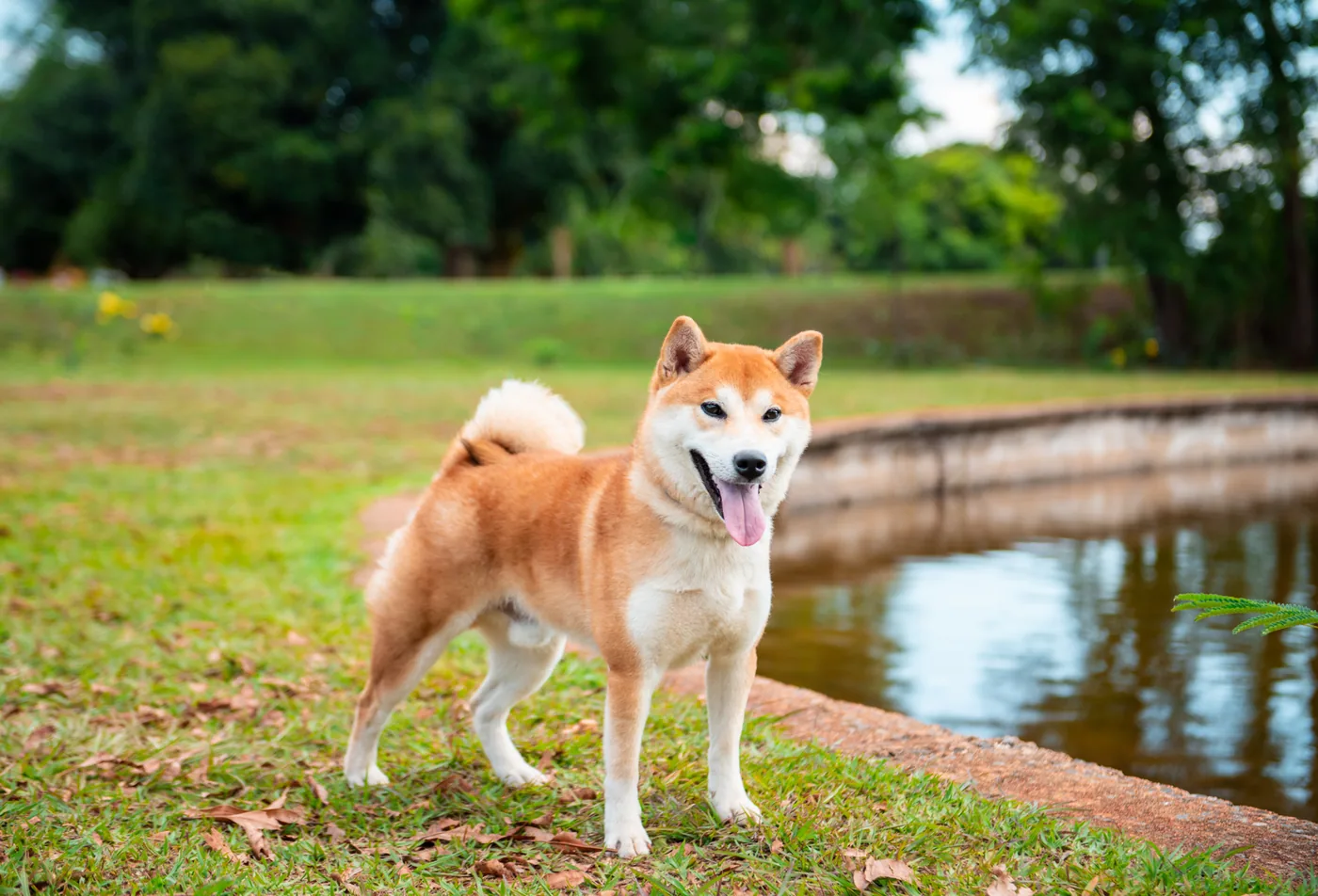 Jiban, o cão de Gigio, em um parque